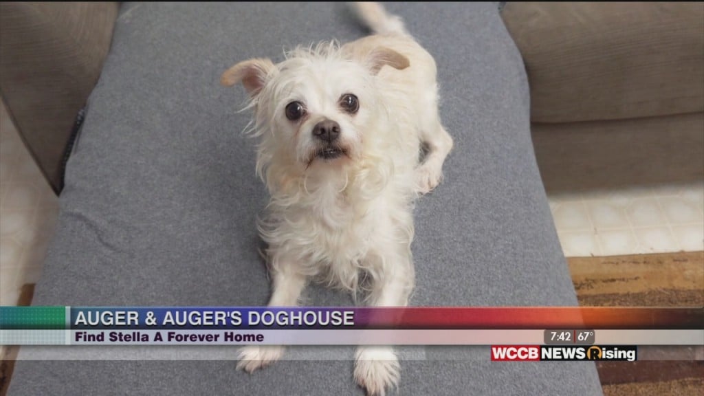 Auger & Auger's Doghouse: Meet Stella!