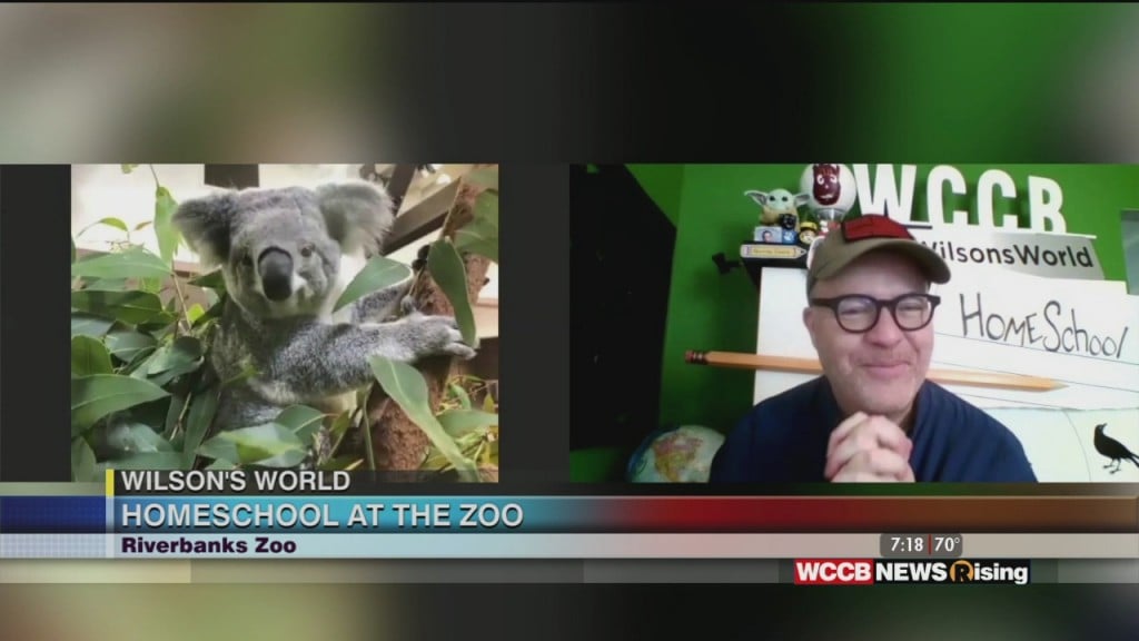 Wilson's World: Meeting Charlotte The Koala At The Riverbanks Zoo In Columbia