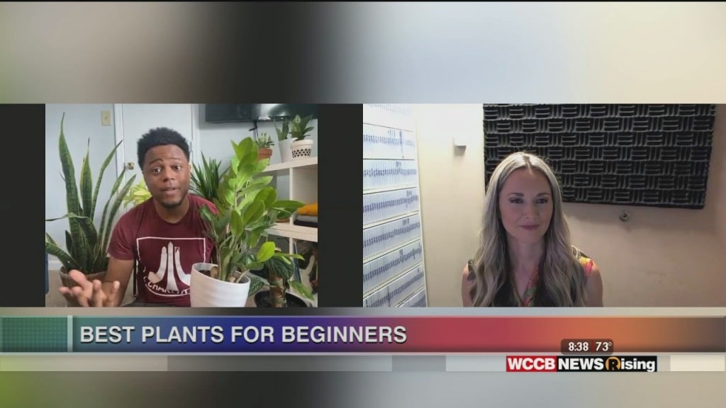 Best Plants For Beginners & Easy Care Tips