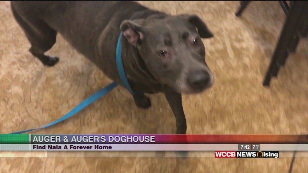 Auger & Auger's Doghouse: Meet Nala!
