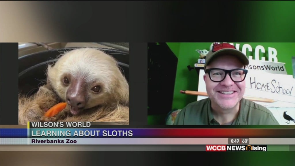 Wilson's World: Learning About Sloths With Riverbanks Zoo!