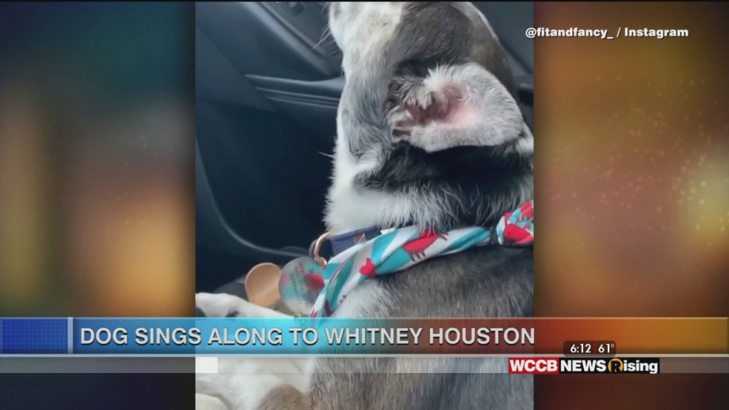 Viral Videos: Dog Hits High Note & Ice Cube Tray Hack