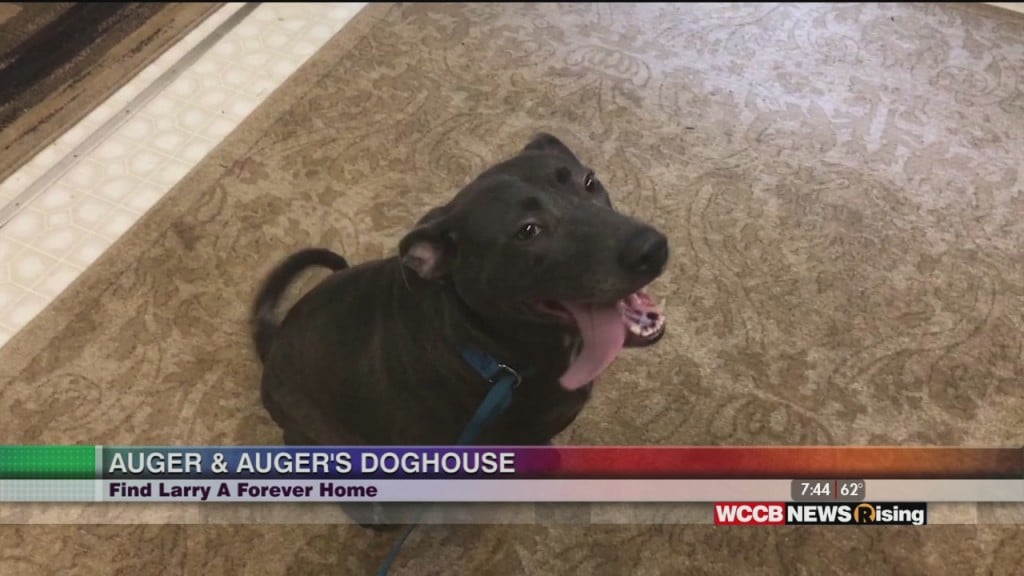 Auger & Auger's Doghouse: Meet Larry!