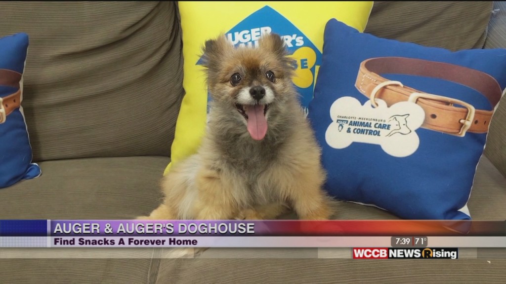 Auger & Auger's Doghouse: Meet Snacks!