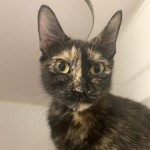 Ivy