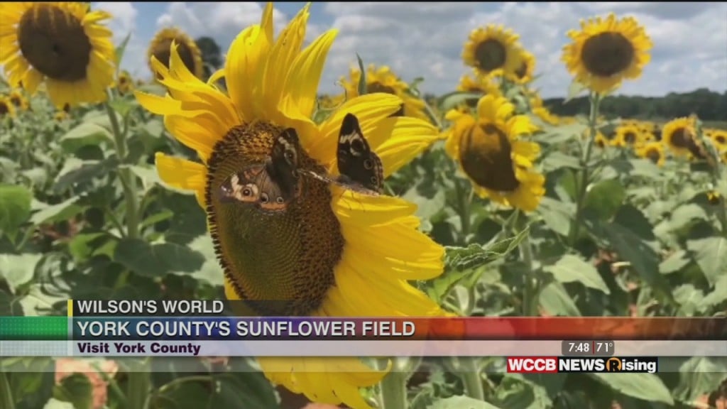 Wilson's World: Enjoying The Great Outdoors With Visit York County