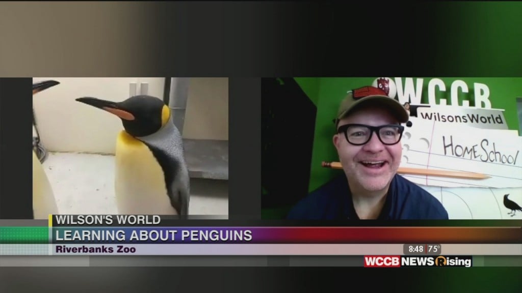 Wilson's World: Cuteness Overload With The Penquins At The Riverbanks Zoo