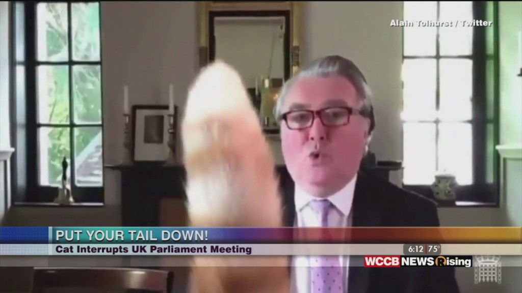 Viral Videos: Cat Interrupts Parliament Meeting