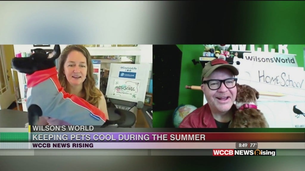 Wilson's World: Getting An Update On Local Small Business, Coolvio