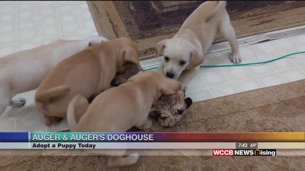 Auger & Auger's Doghouse: Adopt A Puppy Today!
