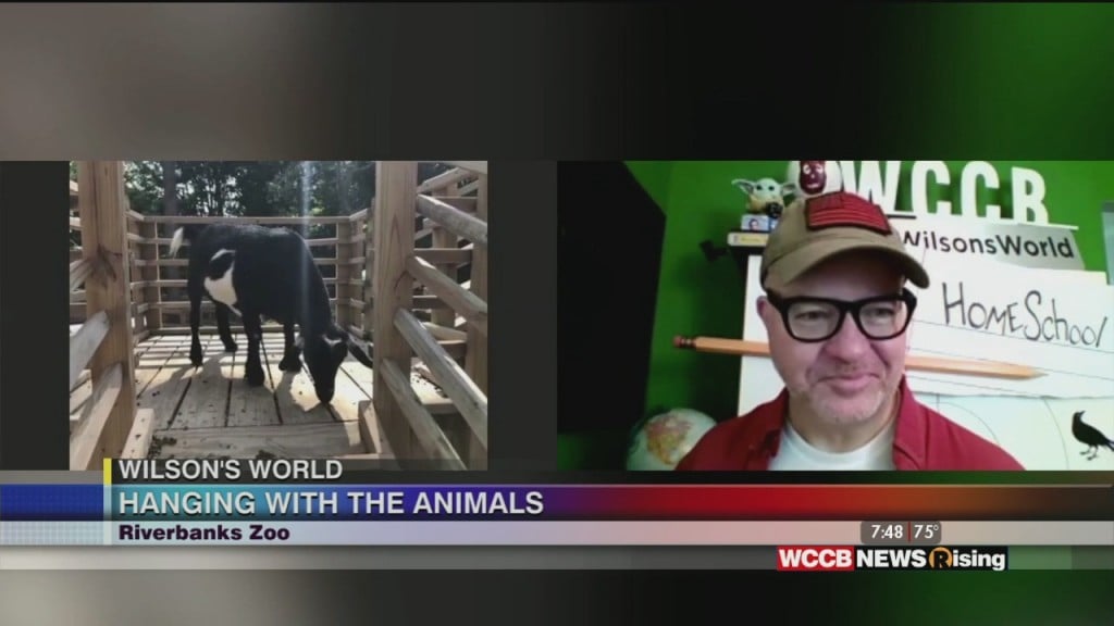 Wilson's World: Heading Out To The Farm Yard Area With The Goats At The Riverbanks Zoo