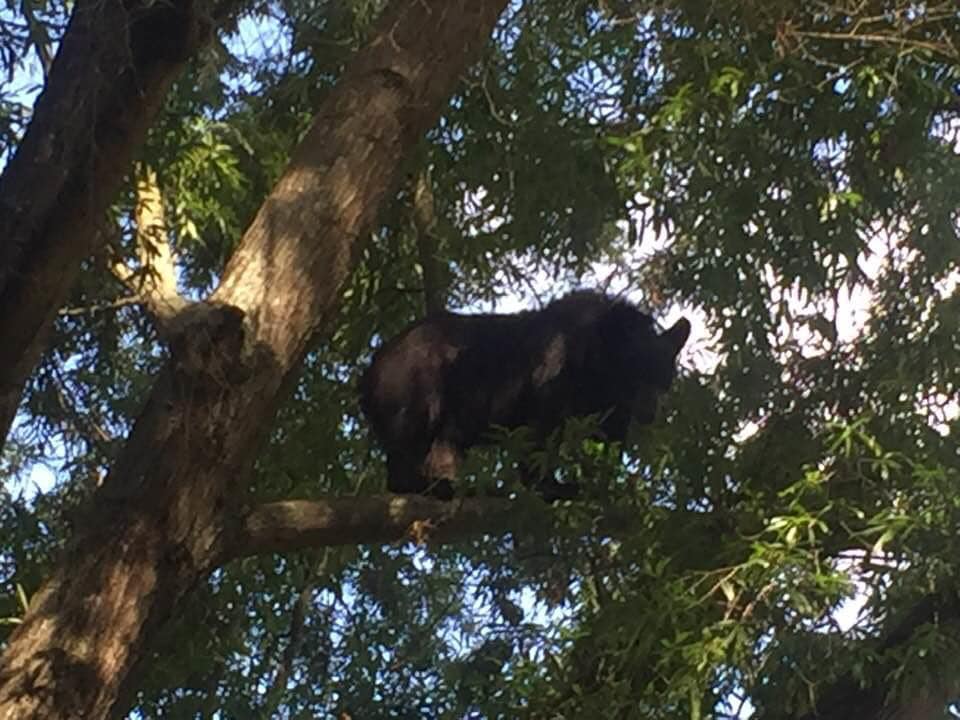 Bear In Tree In Mooresville