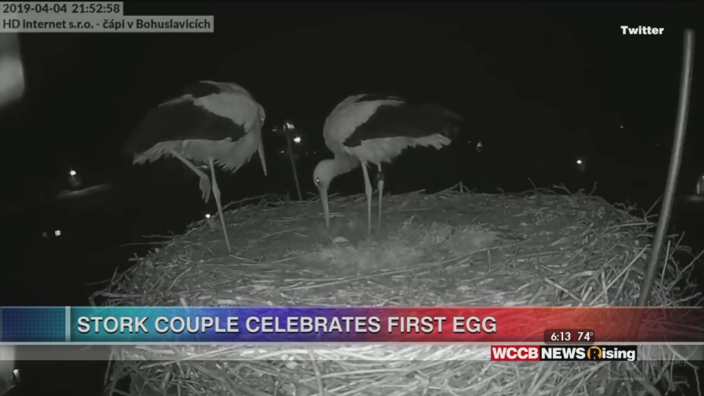 Viral Videos: Wine Flap And Stork Celebration