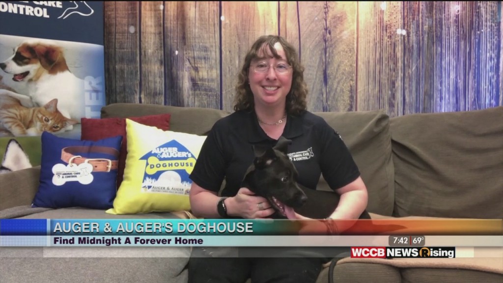 Auger & Auger's Doghouse: Meet Midnight!