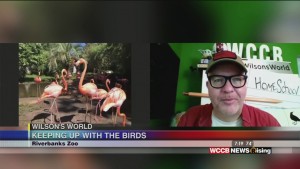Wilson's World: Visiting With The Bird Keeper And Beautiful Flamingos At The Riverbanks Zoo