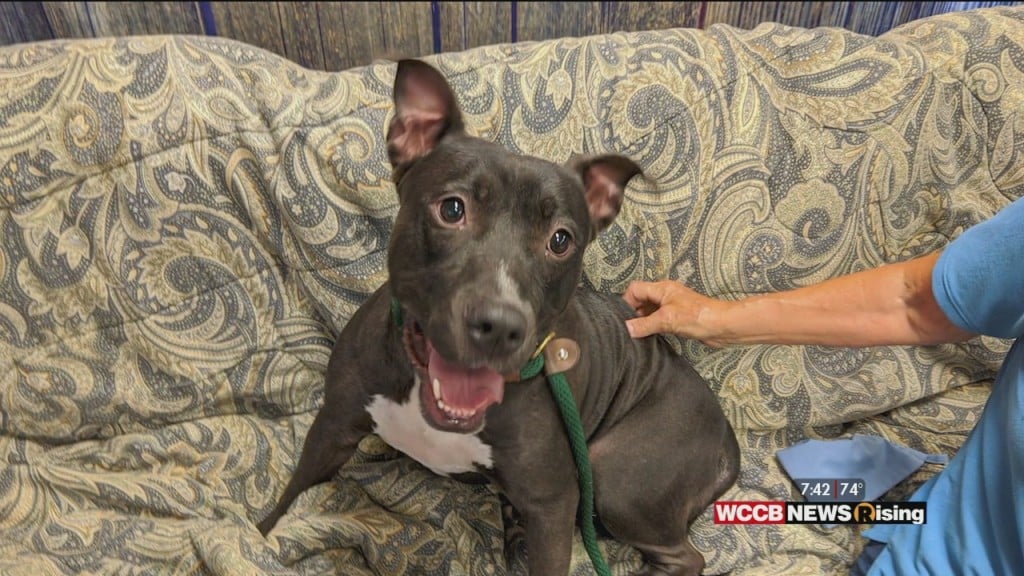 Auger & Auger's Doghouse: Meet Coco!
