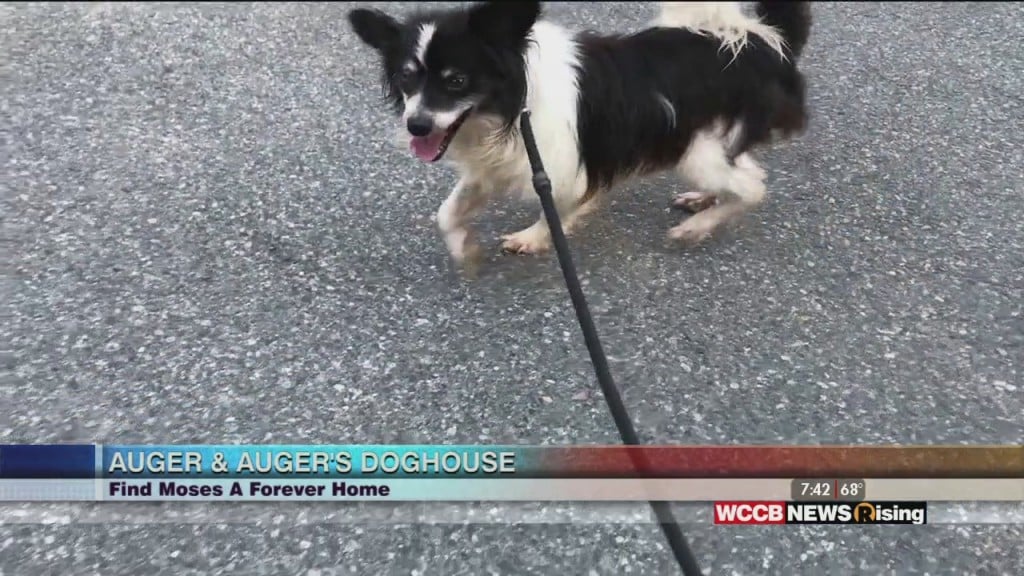 Auger & Auger's Doghouse: Meet Moses!