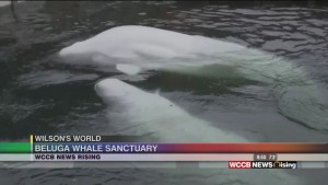Wilson's World: Enjoying A Return Visit With The Sea Life Trust Beluga Whale Sanctuary