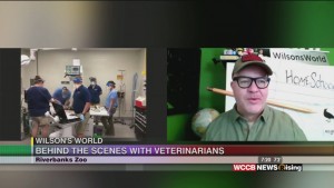 Wilson's World Homeschool: Going Behind The Scenes With The Veterinarians At The Riverbanks Zoo