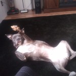 Cute Dog (2)