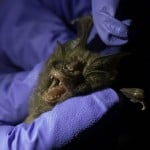 A Researcher Catches A Bat To Measure Inside Sai Yok National Park In Kanchanaburi Province