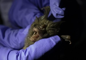 A Researcher Catches A Bat To Measure Inside Sai Yok National Park In Kanchanaburi Province