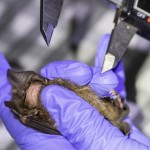 A Researcher Measures A Bat Inside Sai Yok National Park In Kanchanaburi Province, West Of Bangkok