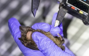 A Researcher Measures A Bat Inside Sai Yok National Park In Kanchanaburi Province, West Of Bangkok