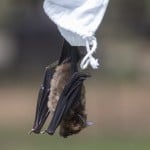 A Researcher Releases A Bat After Taking Blood Sample Bat Inside Sai Yok National Park In Kanchanaburi Province