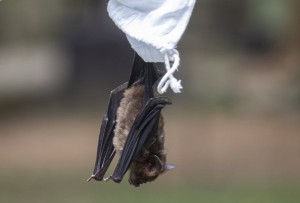 A Researcher Releases A Bat After Taking Blood Sample Bat Inside Sai Yok National Park In Kanchanaburi Province