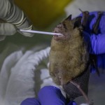 A Researcher Swaps Samples From A Bat's Mouth Inside Sai Yok National Park In Kanchanaburi Province,