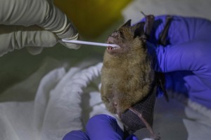 A Researcher Swaps Samples From A Bat's Mouth Inside Sai Yok National Park In Kanchanaburi Province,