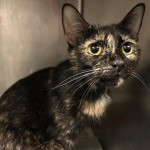 Animals Available At Cmpd Animal Services Alice Id#a1170110