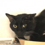 Animals Available At Cmpd Animal Services Arthur Id#a1170438