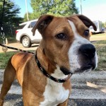 Animals Available At Cmpd Animal Services Abe