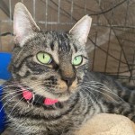 Animals Available At Cmpd Animal Services Basil Id#a1170329