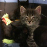 Animals Available At Cmpd Animal Services Booster Id#a1169504