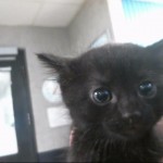 Animals Available At Cmpd Animal Services Bruce Id#a1168490