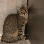 Animals Available At Cmpd Animal Services Cindy Id#a1170151