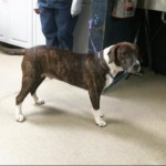 Animals Available At Cmpd Animal Services Cujo