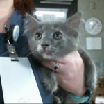 Animals Available At Cmpd Animal Services Debbie Id#a1168566