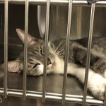 Animals Available At Cmpd Animal Services Duchess Id#a1170420
