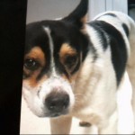 Animals Available At Cmpd Animal Services Dog Id#a1138266