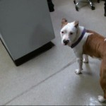 Animals Available At Cmpd Animal Services Dog Id#a1170520