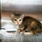 Animals Available At Cmpd Animal Services Ella Id#a1170563