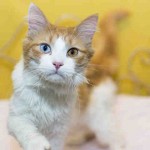 Animals Available At Cmpd Animal Services Elvis Id#a1085386