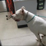 Animals Available At Cmpd Animal Services Ghost Id#a5203871