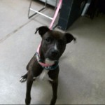 Animals Available At Cmpd Animal Services Gambit