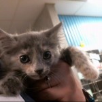 Animals Available At Cmpd Animal Services Haley Id#a1168565