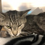 Animals Available At Cmpd Animal Services Harlequin Id#a1170019